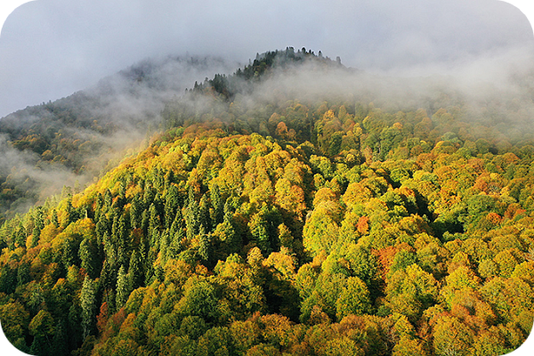 Caucasus Nature Reserve  (Krasnodar Krai)